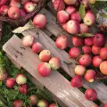 Ябълки - ползи и приложения