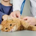 Как да спрем разстройство при котка?