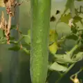 Защо пожълтяват листата на краставиците