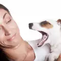 Защо кучето има лош дъх?