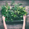 Как да отглеждаме билки у дома