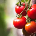 Как да отгледаме домати в саксия?