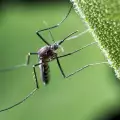 Средства за прогонване на комарите от двора