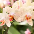 Как се гледа орхидея