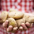 Koлко картофи се сеят на декар?