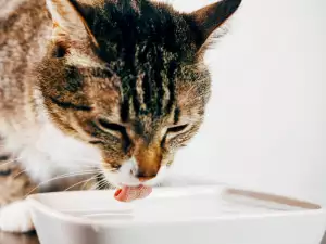 Котки