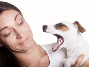 Защо кучето има лош дъх?