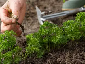 Лесни за отглеждане градински растения