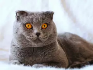 Знаете ли колко години живеят котките?