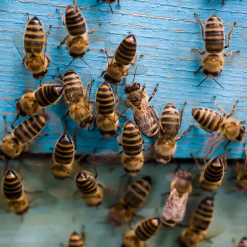 Как да се справим с агресивни пчели