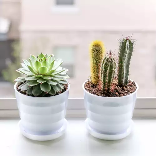 Къде да поставим кактуса у дома за най-добър растеж