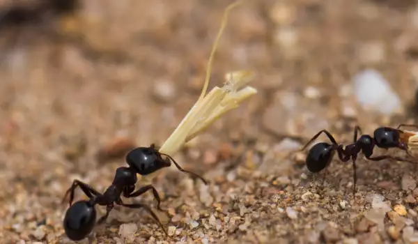 Как да прогоним мравките от дървото