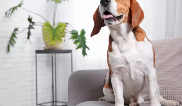 Саксийни цветя и домашни любимци