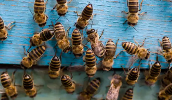 Как да се справим с агресивните пчели