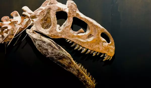 Какво е палеонтолог и какво прави той?
