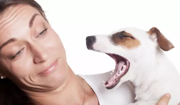 Защо кучето има лош дъх