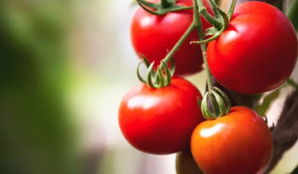 Как да отгледаме домати в саксия?