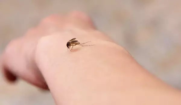 Кое работи срещу комари