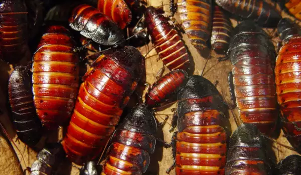 Как да се справим с нашествието от хлебарки