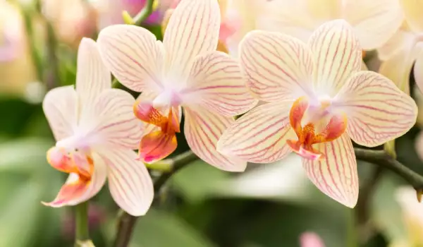 Как се гледа орхидея