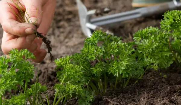 магданозът е лесно за отглеждане градински растения