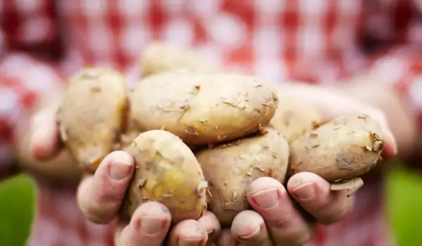 Koлко картофи се сеят на декар?