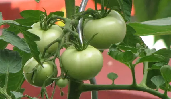 Кога и с какво да пръскаме доматите?