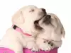 Кога се отбиват малките кученца?